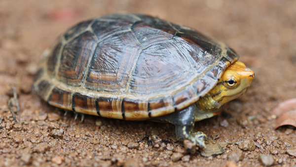 Missouri Mud Turtle
