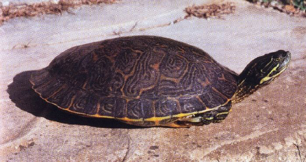  Missouri River Cooter in Texas