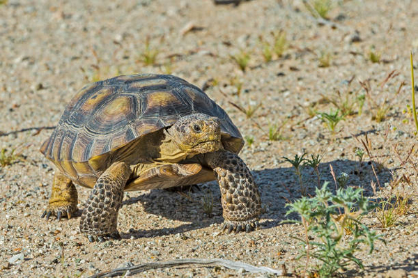 Mojave Desert Tortoise in Utah