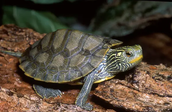  Northern Map Turtle in Illinois