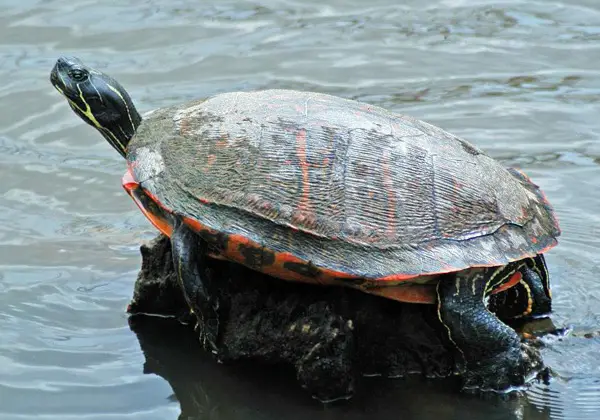 Northern Redbelly Cooter in Massachusetts