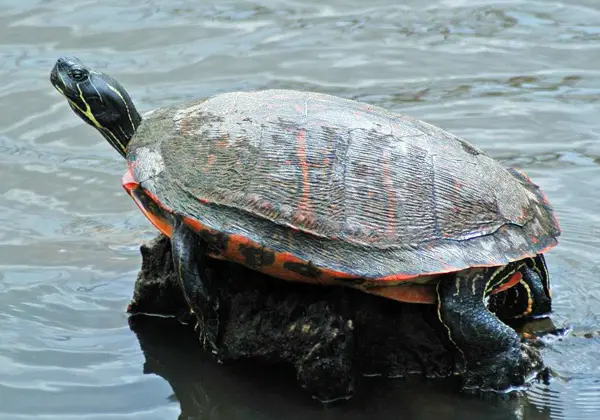 Northern Red-Bellied Cooter