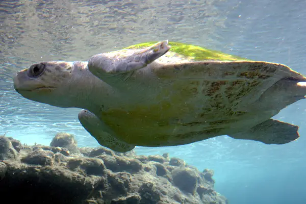 Olive ridley sea turtle in Alaska