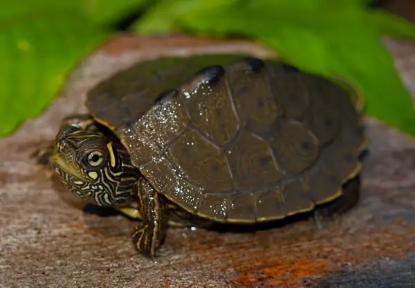  Ouachita Map Turtle in West Virginia