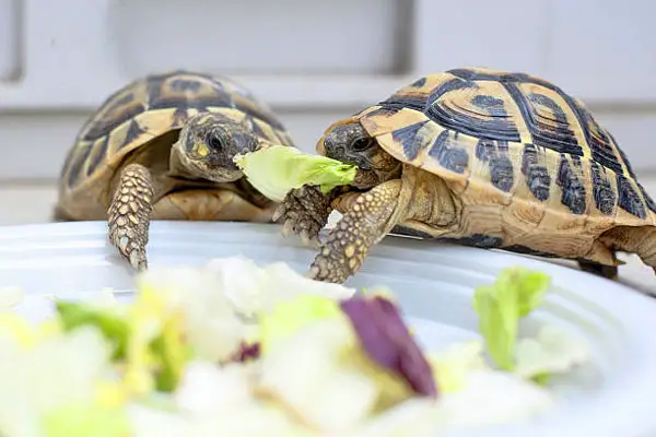 Overfeeding Turtles