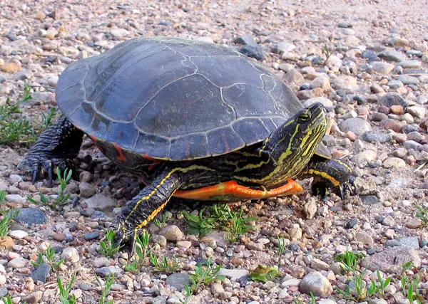 Painted Turtle in California