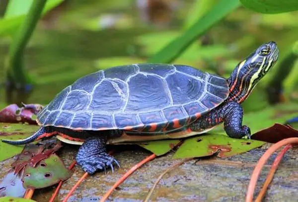  Painted Turtles in New Hampshire