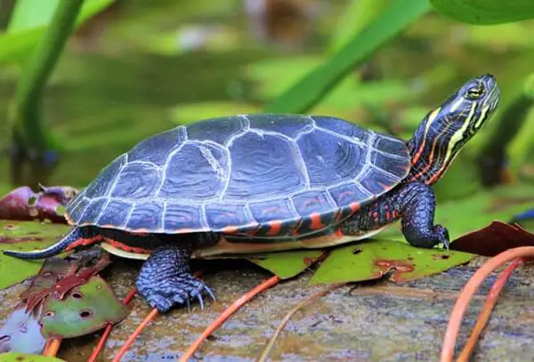 Painted turtles