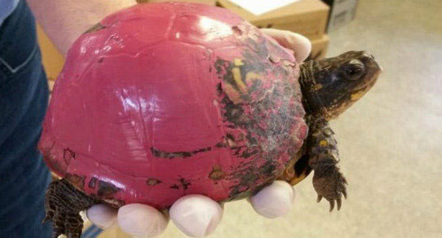 Why Is Painting a Turtle Shell Dangerous