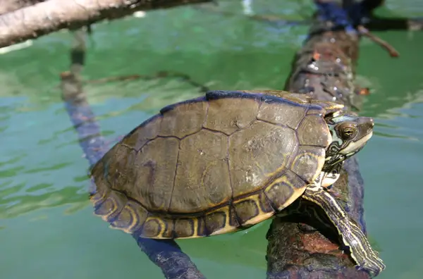 Pearl River Map Turtle in Mississippi