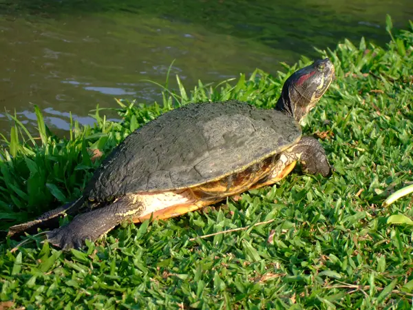  Pond Sliders in Alabama