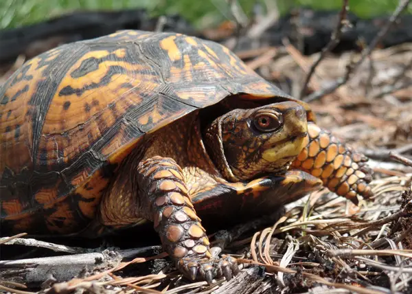 Prepare Turtle-safe Substate for Potty Training