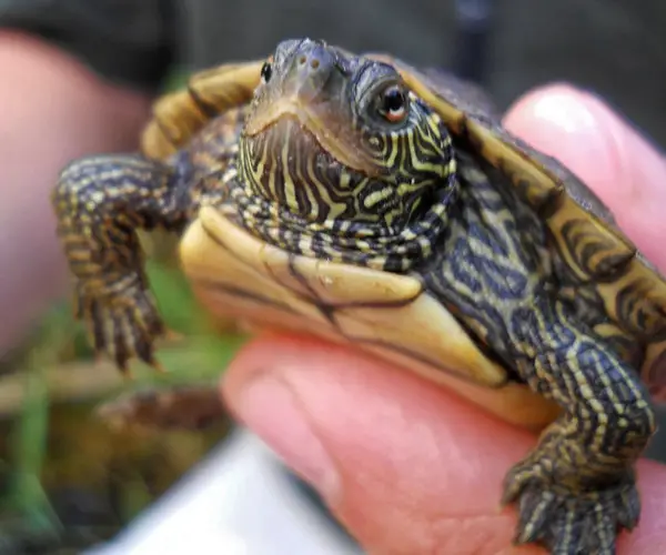 Problems Associated with Calcium Deficiency in Turtles