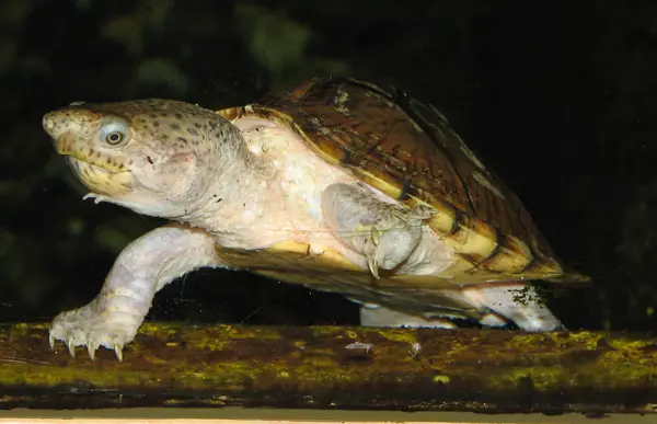  Razor-backed Musk Turtle in Oklahoma