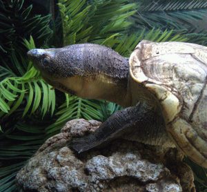 Types of Mud Turtles