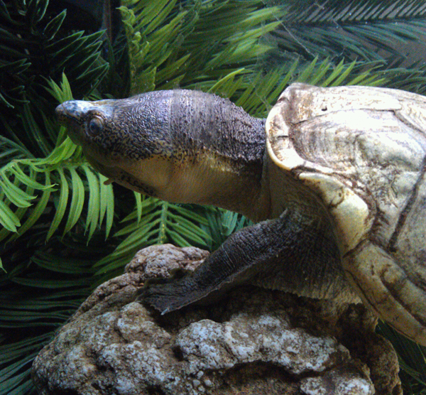 Rough-footed mud turtle