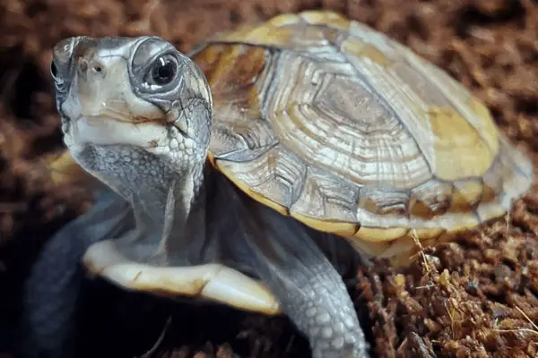 Turtle Shell Rot: How To Treat Your Pet Turtle At Home?