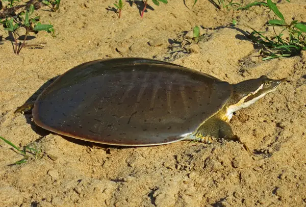  Smooth Softshell Turtle in Illinois