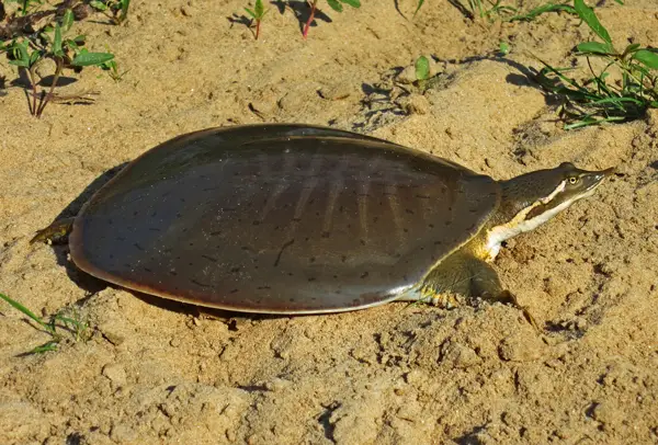 Smooth Softshell Turtle