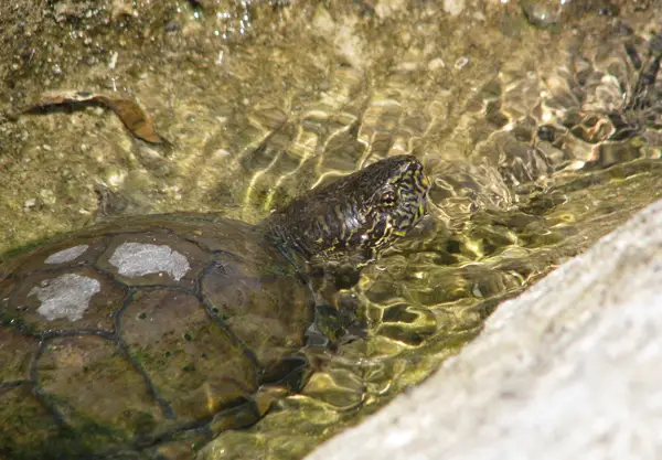  Sonora Mud Turtle in New Mexico