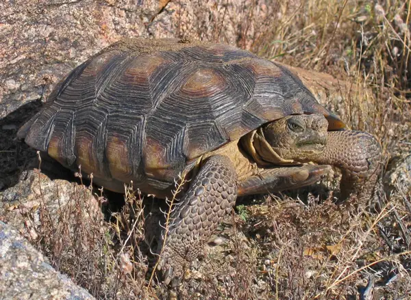 Sonoran Desert Tortoise in California