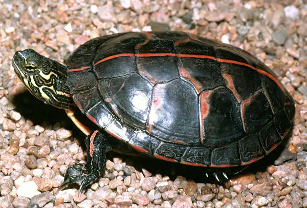 Southern Painted Turtle in Mississippi
