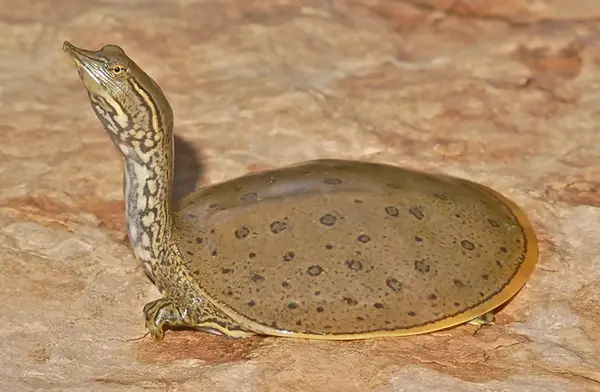 Spiny Softshell Turtle in Wisconsin