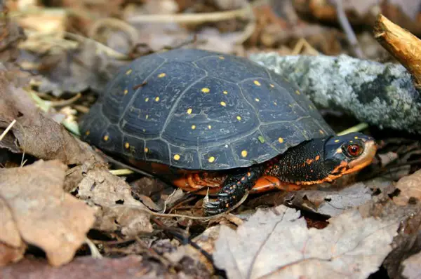 Spotted Turtle in Connecticut