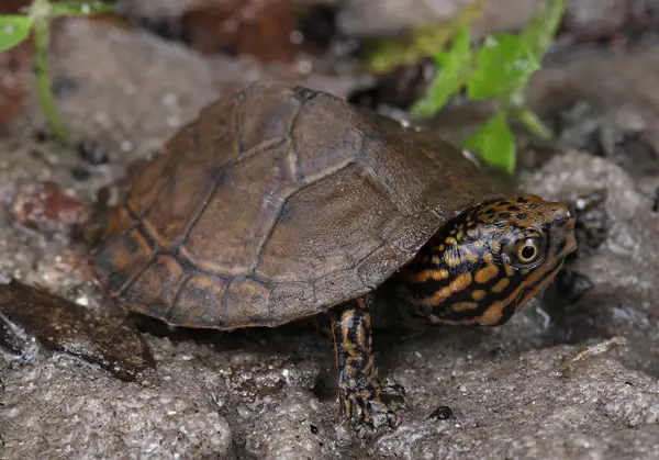  Stripe-necked Musk Turtle in Carolina