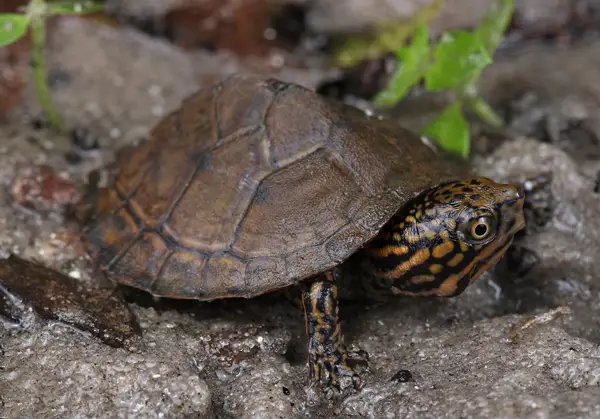 Stripe Neck Musk Turtle