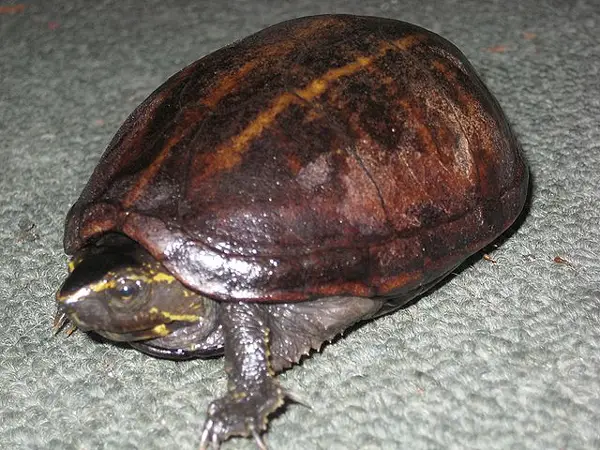  Striped Mud Turtle in Georgia