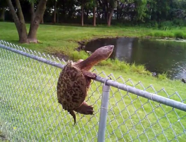 Teach A Turtle Climbing