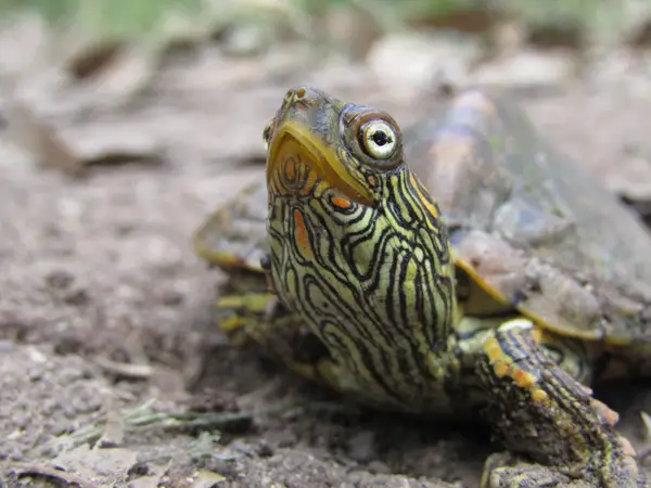  Texas Map Turtle in Texas