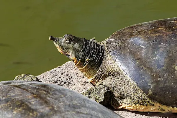  Texas Spiny Softshell Turtle in Nevada