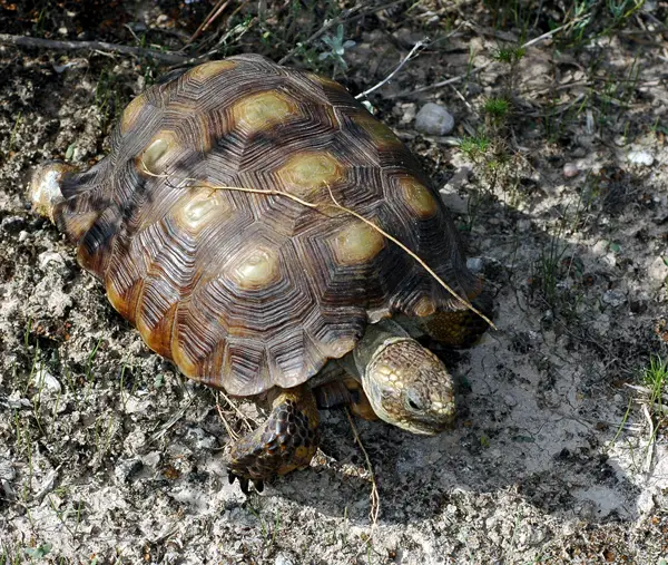  Texas Tortoise in Texas