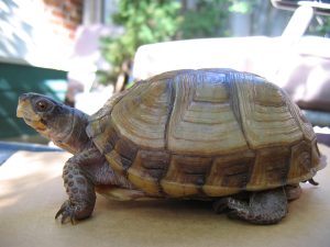 Turtles in Missouri - 17 Species That are Found Here