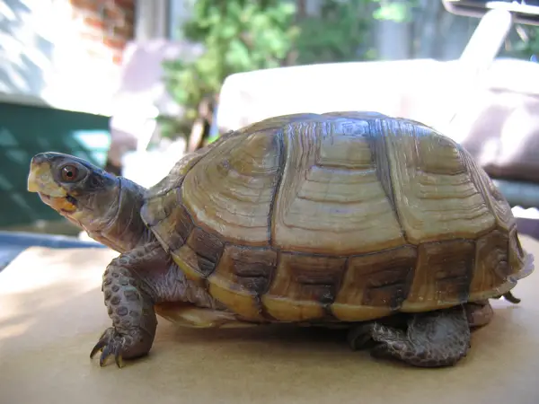  Three-toed Box Turtle in Missouri