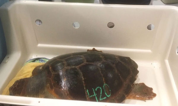 Transport the dead turtle to a vet clinic