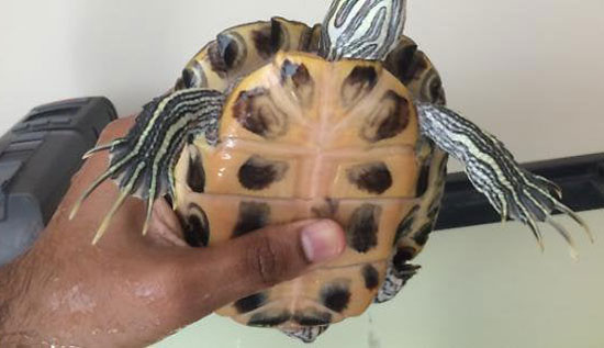 Trim a Turtle's Nail