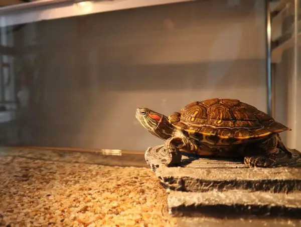 Turtle Basking light