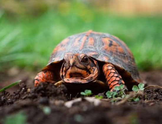 Turtle Bleeding From Mouth, Tail, Or Nose