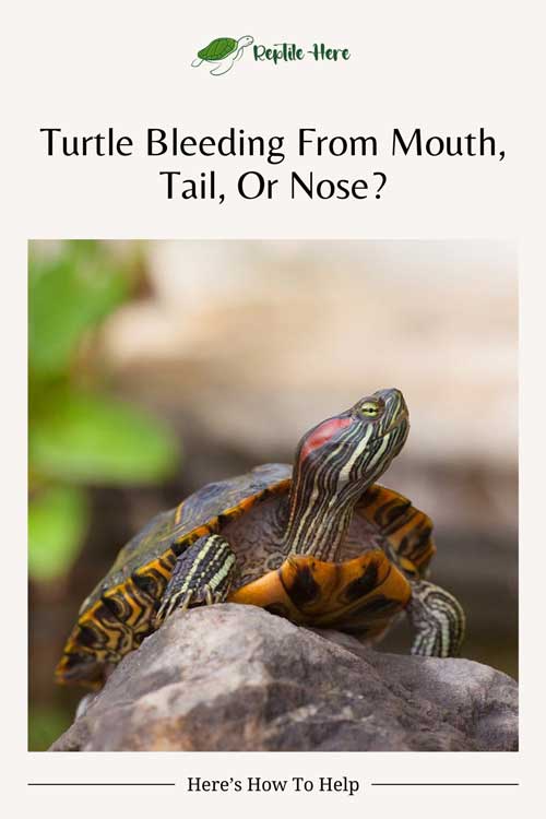 Turtle Bleeding From Mouth, Tail, Or Nose