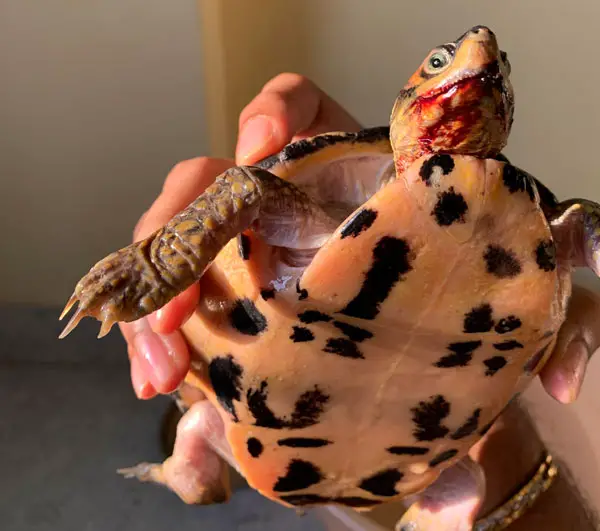 Turtle Bleeding From Mouth