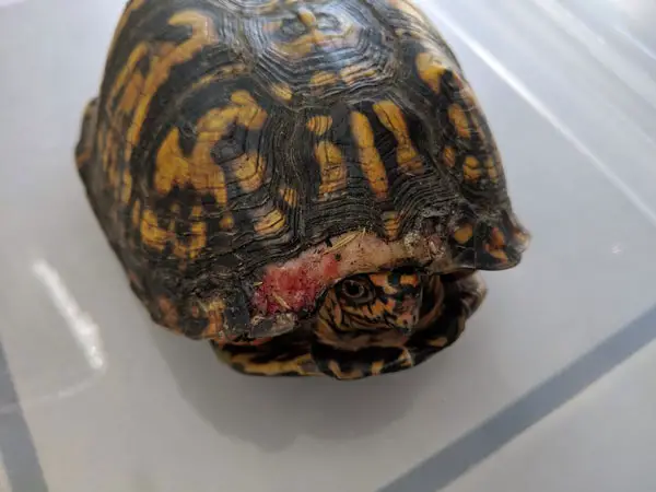 Turtle Bleeding