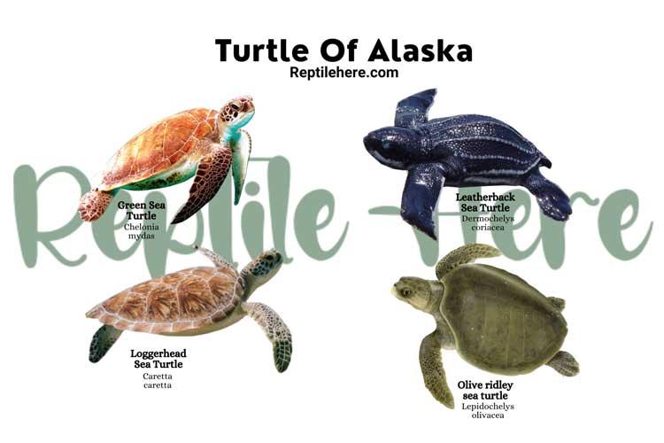 Turtle Of Alaska