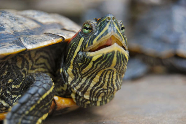 Turtle Respiratory infections