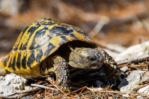 Turtle Shell Broken And Bleeding? Here’s How To Help