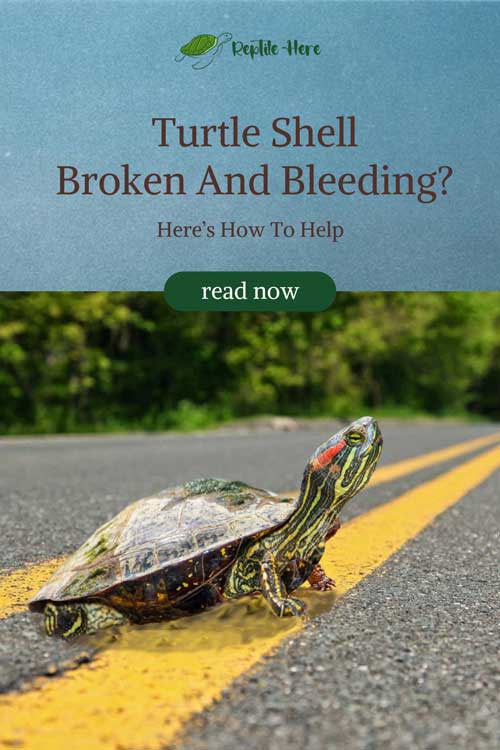 Turtle Shell Broken And Bleeding