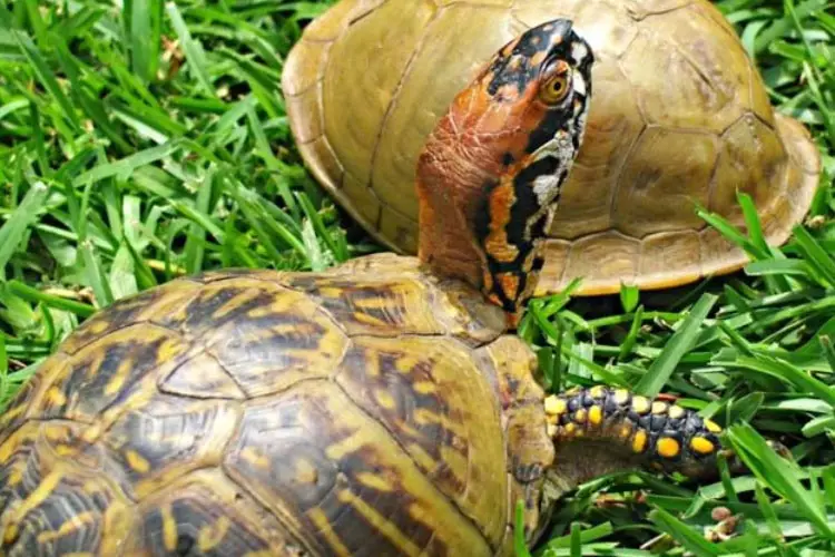 Turtle Shell Rot: How To Treat Your Pet Turtle At Home?