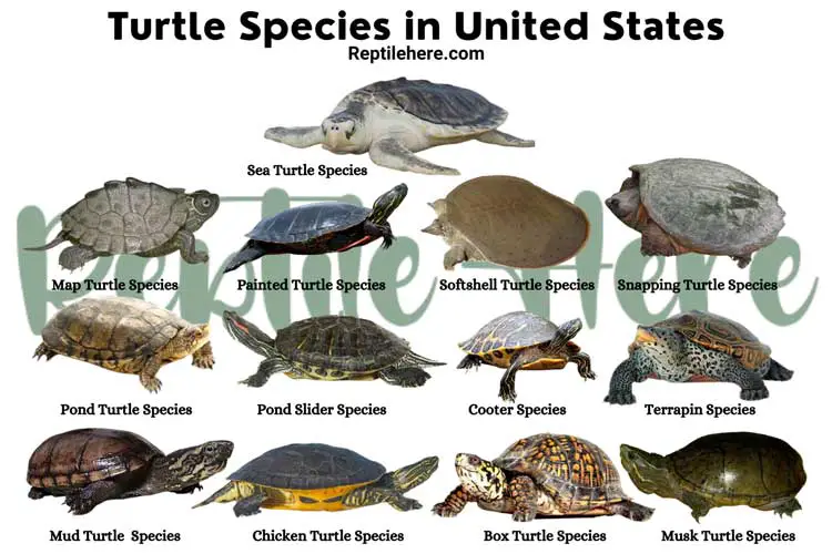 Turtle Species in United States